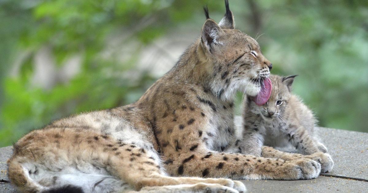 Luchs Jungtier Im Tiergarten Schonbrunn Geboren Kurier At