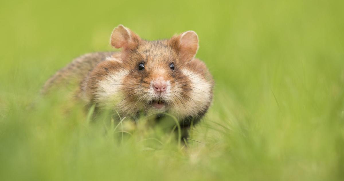 Hamster-statt-Bagger-Strenger-Artenschutz-bremst-Sportplatz-Pl-ne
