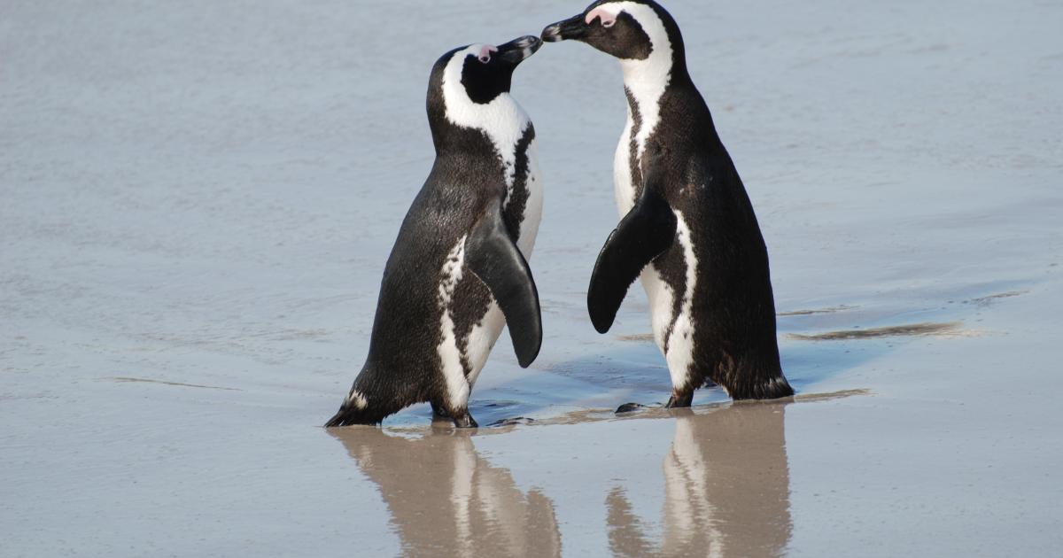 Pinguine partnersuche