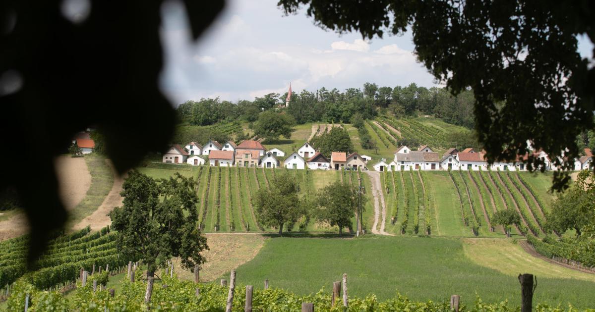 Zu Besuch in den Kellergassen Wo der Wein wohnt kurier.at