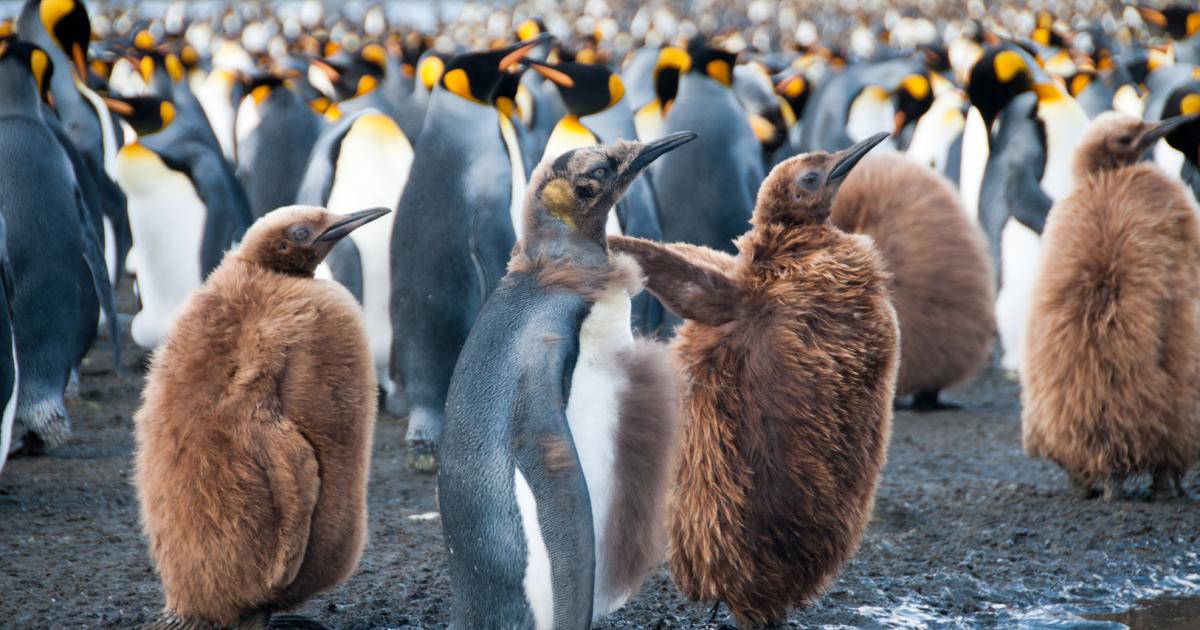 Pinguin partnersuche