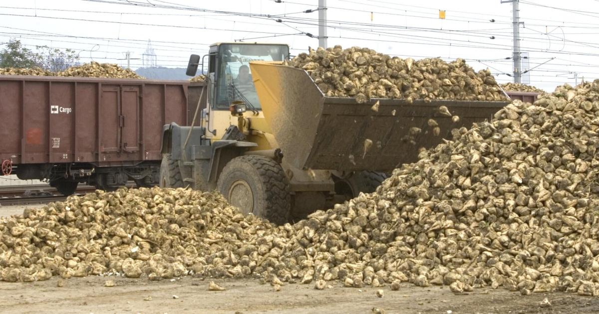 Agrana postpones start of sugar beet processing