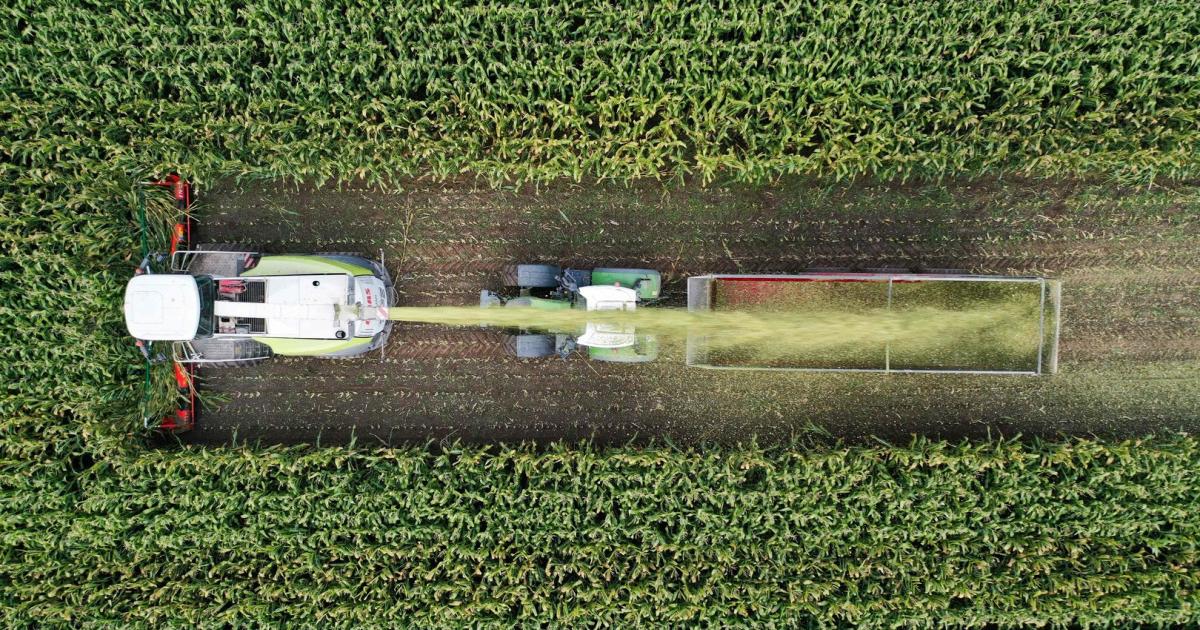 EU-Agrarreform: Europas Landwirtschaft soll grüner werden