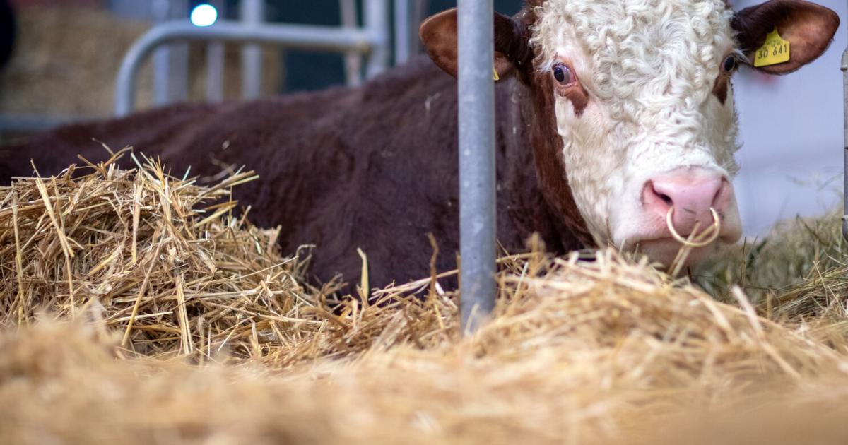 erst-schweine-jetzt-rinder-burgenland-geht-wegen-vollspaltenb-den-zum-vfgh