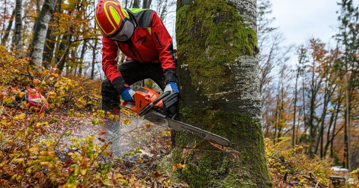 Unfall-bei-Forstarbeiten-85-J-hriger-in-N-von-Ast-am-Kopf-getroffen