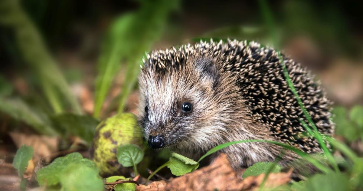 Парк ежей в великобритании. Ежик рисунок. Доклад про ежика. Особенности строения ежа. Ежик картинка для детей.