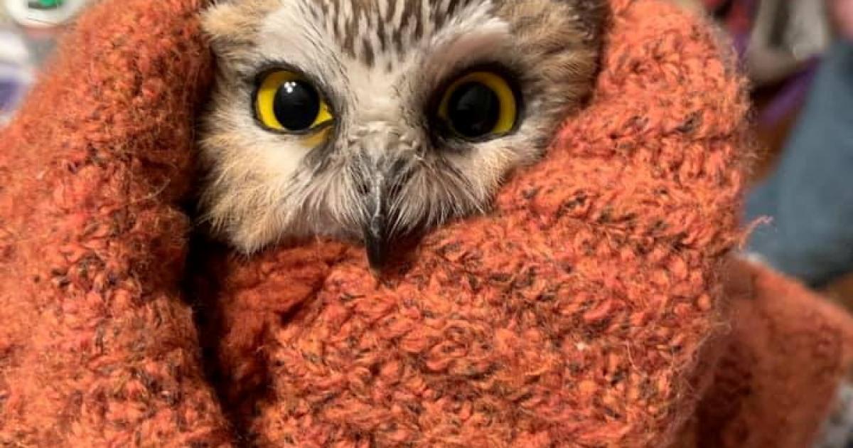 New York: Owl stayed in the cut Christmas tree for days