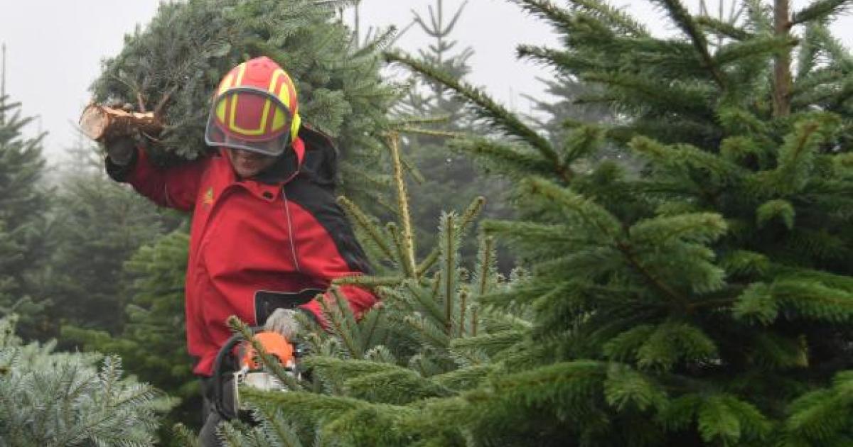 Oh Tannenbaum! Wie der Christbaum lange grün bleibt lustaufoesterreich.at