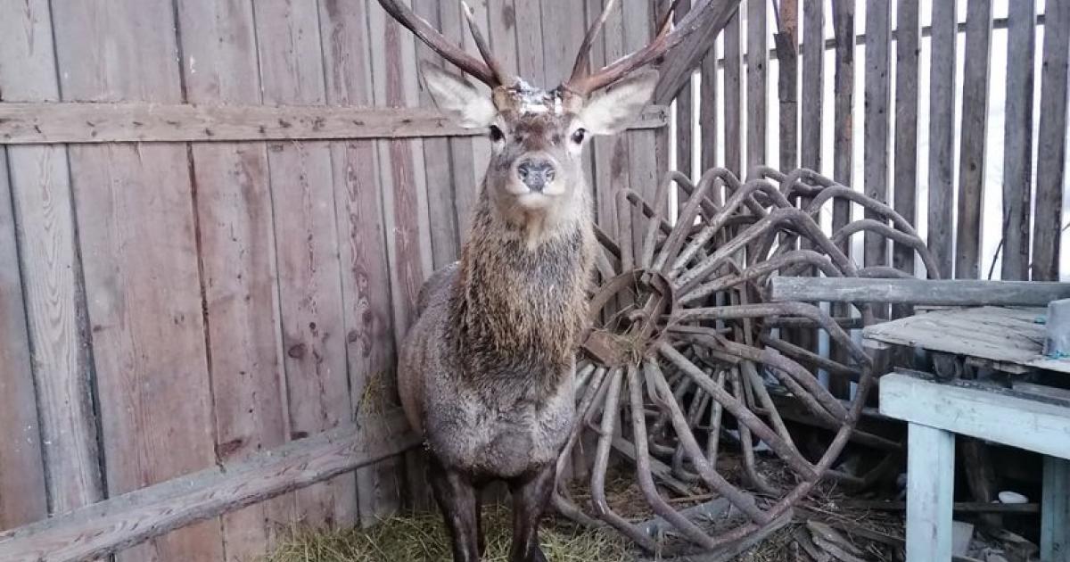 Wild animals in need: Deer “Ernstl” moved into the barn