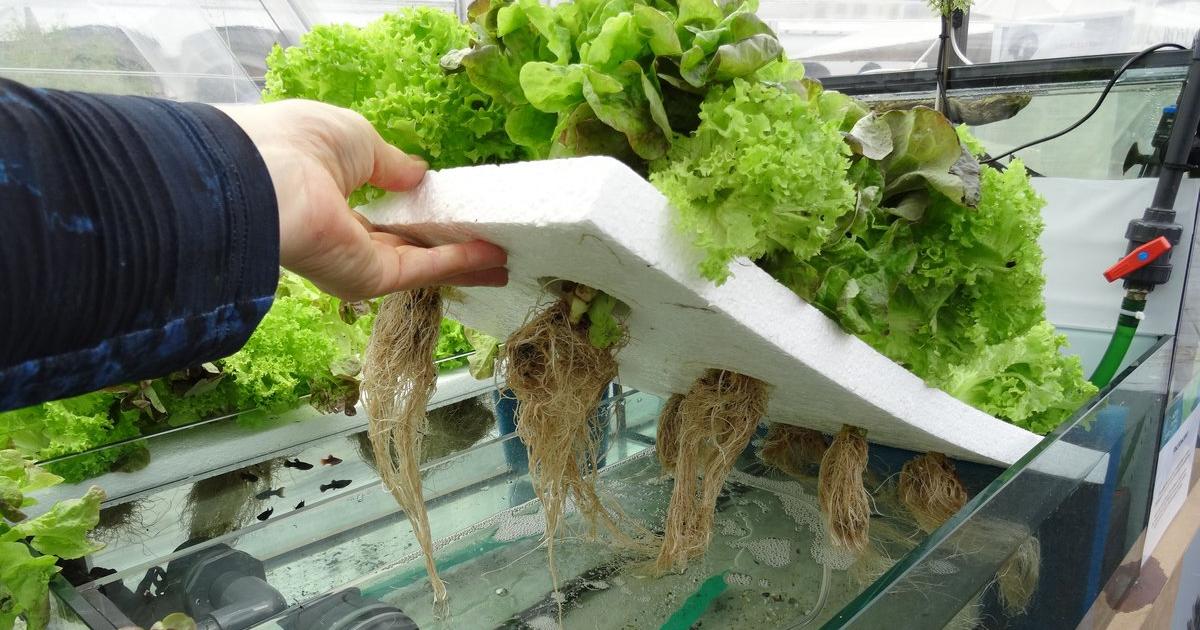 the aquaponics garden: a self-cleaning fishtank that