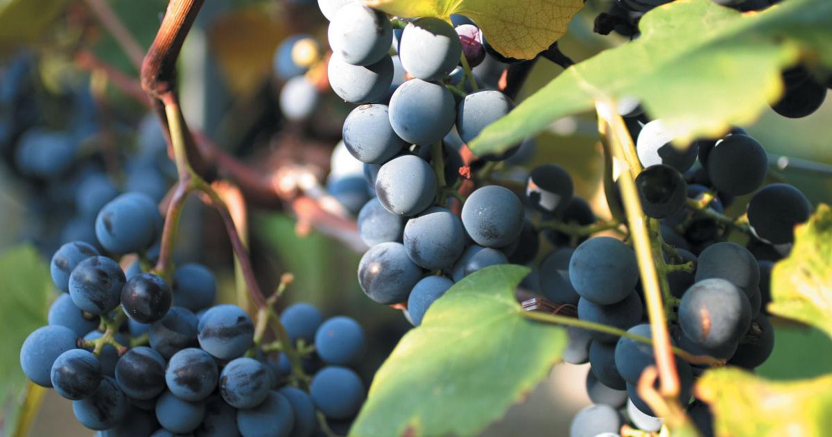 4-3-2-1-Countdown-f-r-den-Uhudler-l-uft