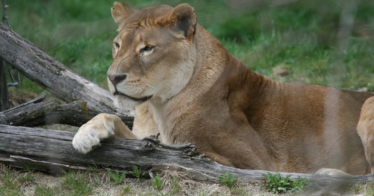 Tierwelt partnersuche