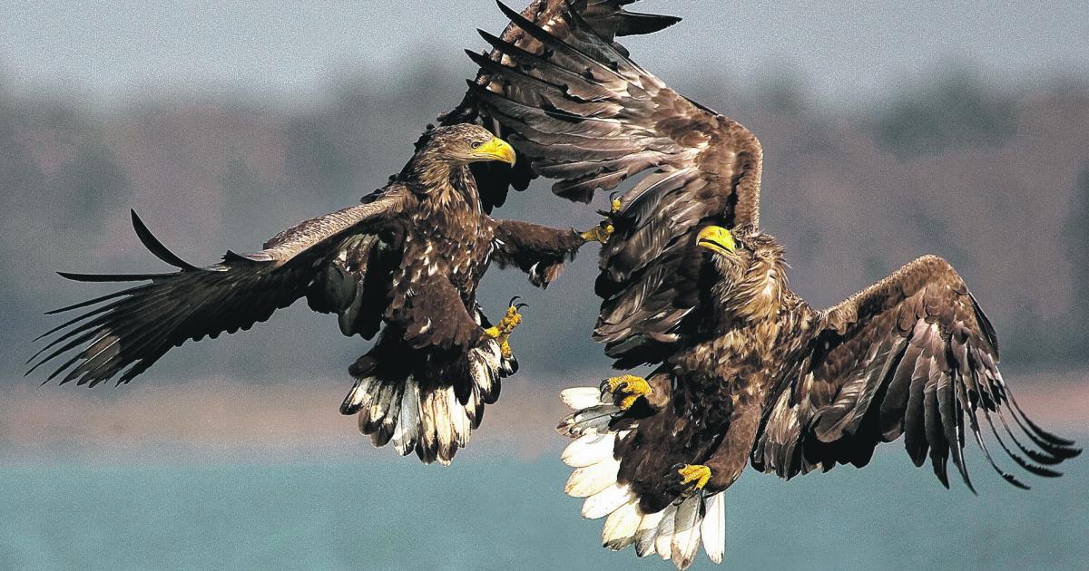 Der Adler ist zurück