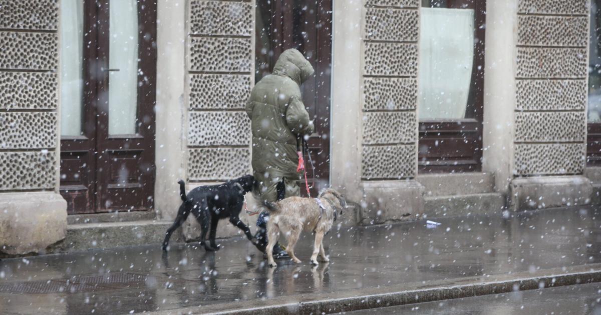 Warum-man-als-Wiener-gegen-das-Dauergrau-einen-Baum-aufstellen-sollte