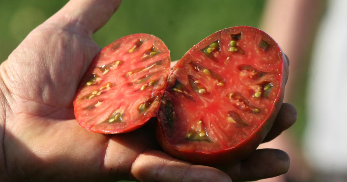 Das ParadeiserProjekt ProfiTipps für eine gute Tomatenernte