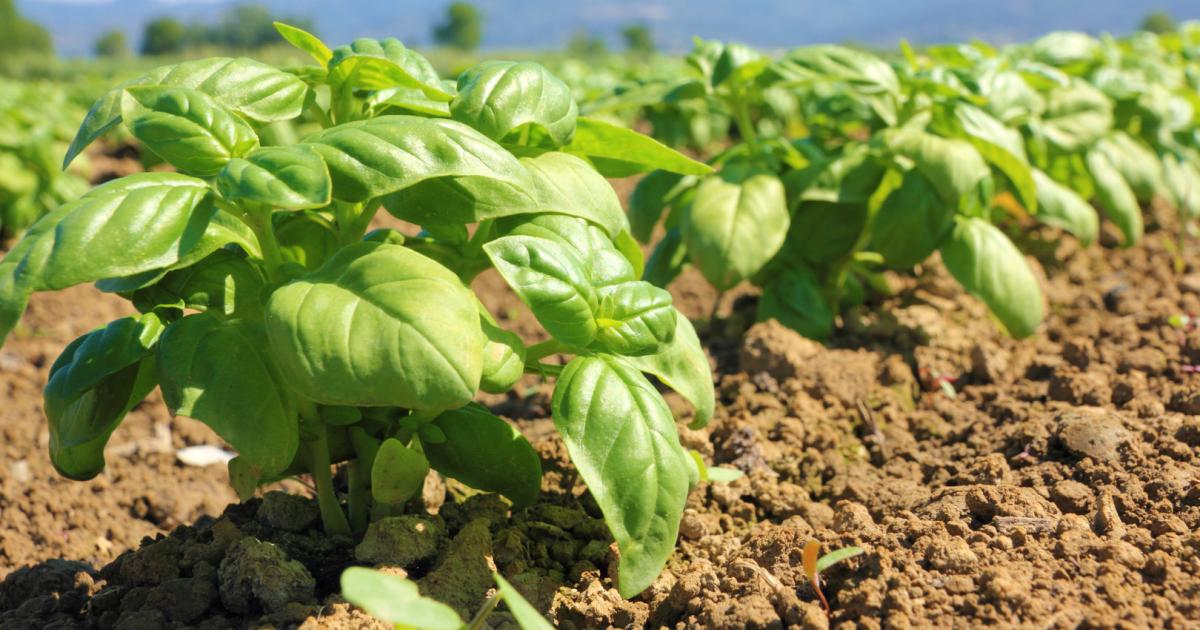 Wie man Basilikum zum Wachsen bringt