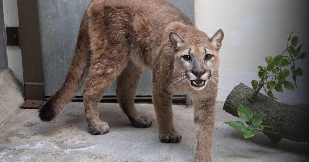 Wild cougar freed from apartment in New York