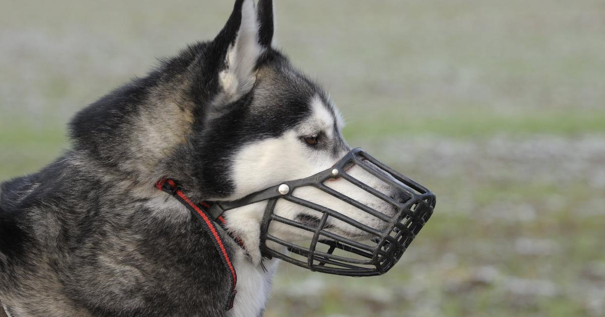 83-j-hriger-bei-streit-um-hundegebell-in-wien-niedergeschlagen