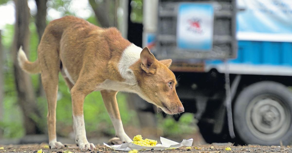 Markt In Indonesien Stellt Handel Mit Hunde Und Katzenfleisch Ein