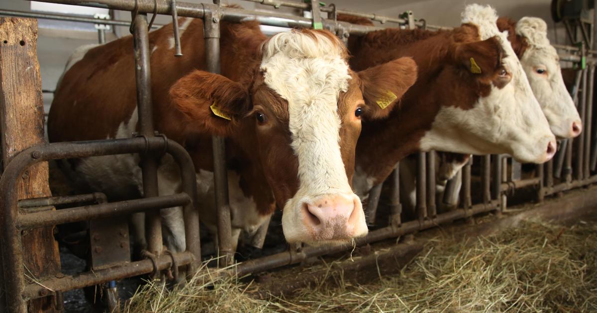 Austria: Number of dairy farmers falling