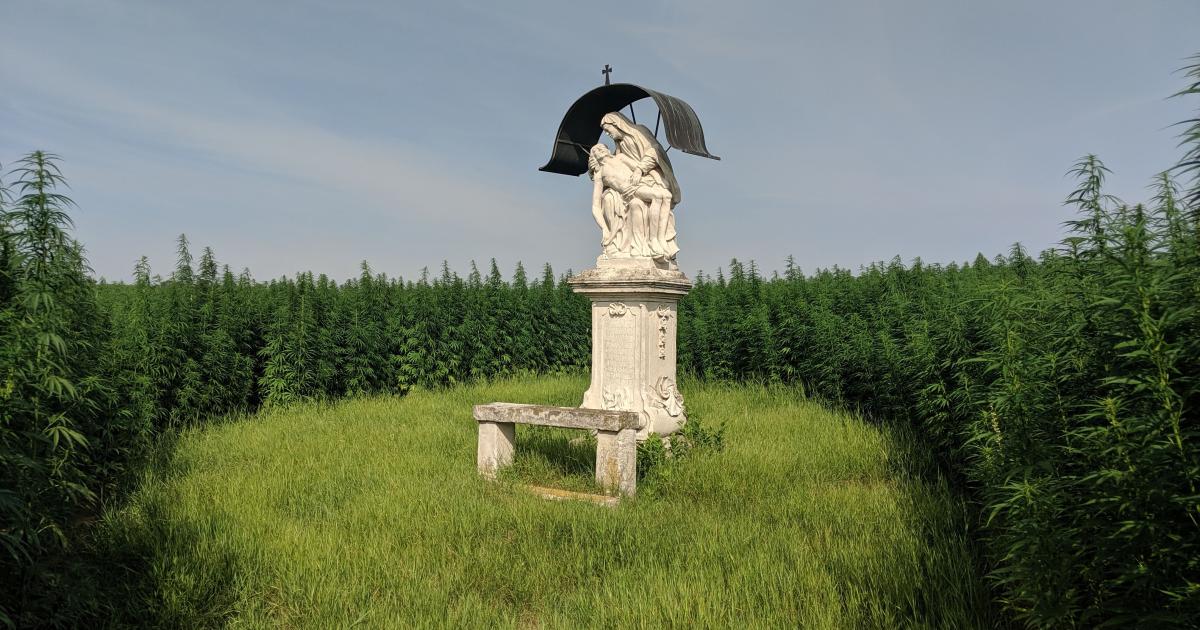 Hanfanbau im Waldviertel eine Pflanze als Alleskönner