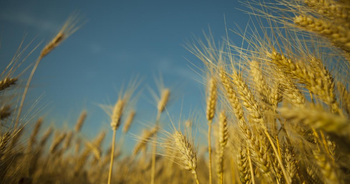 Ukraine: Wheat price rises to record high