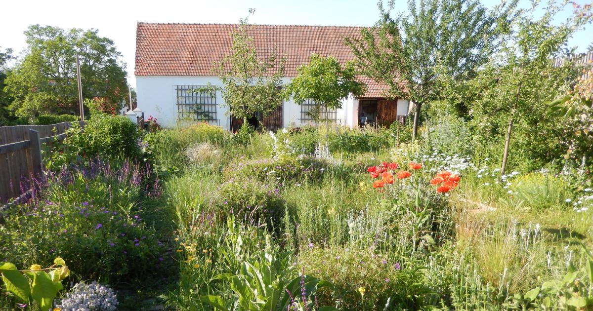 Den Bienen zuliebe Mut zum wilden Garten