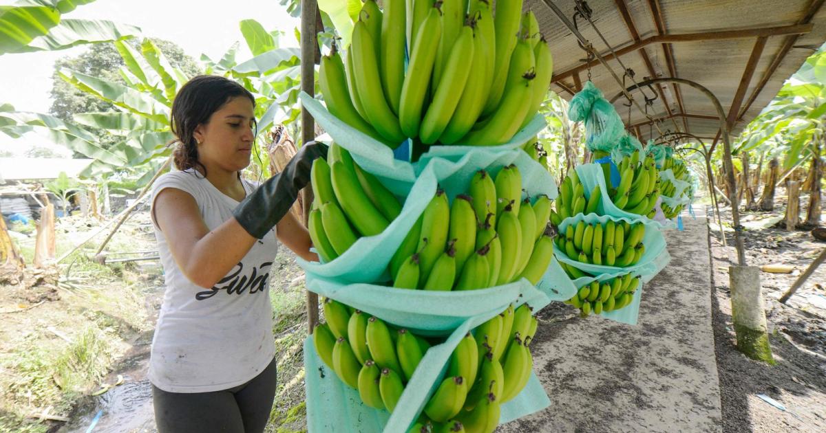 How a lot of money is moved with cheap bananas