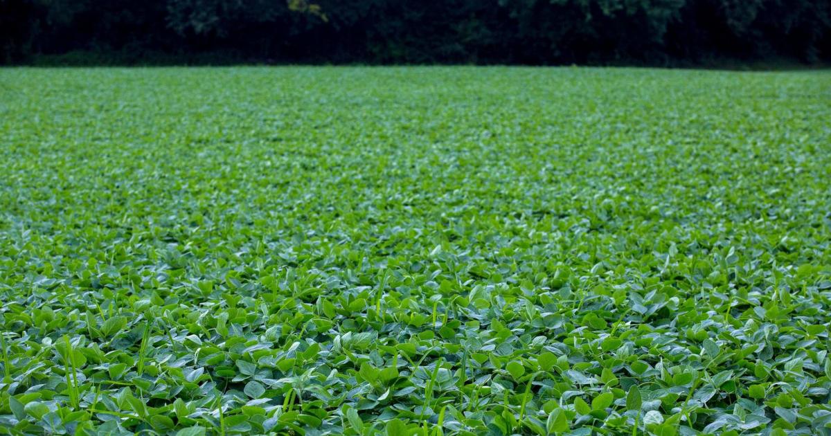 How the soybean could save the world