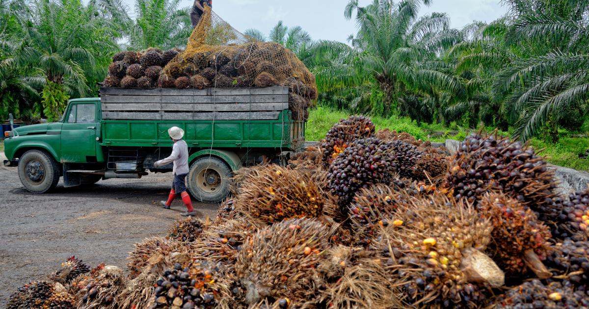 Indonesia announces ban on palm oil exports |  kurier.at