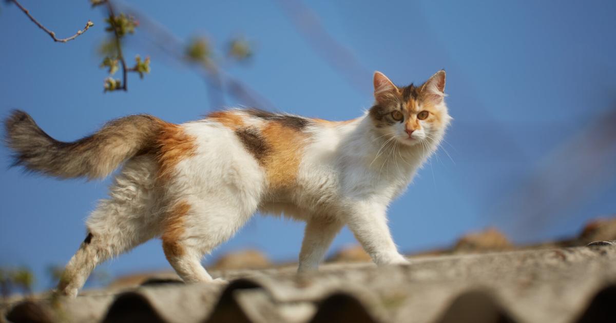 Tierschutz-in-N-Neue-Kampagne-gegen-Streunerkatzenplage