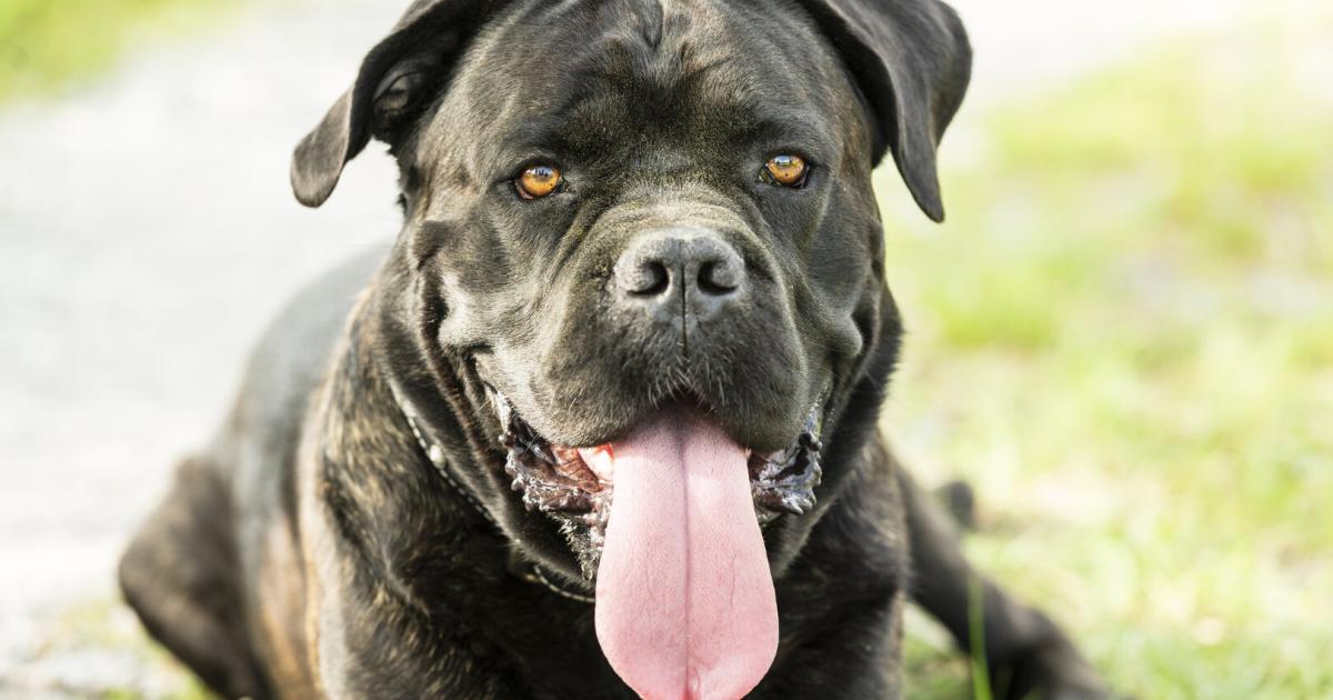 Hunde-Attacke-in-O-Aggressiver-Vierbeiner-verletzt-Frau