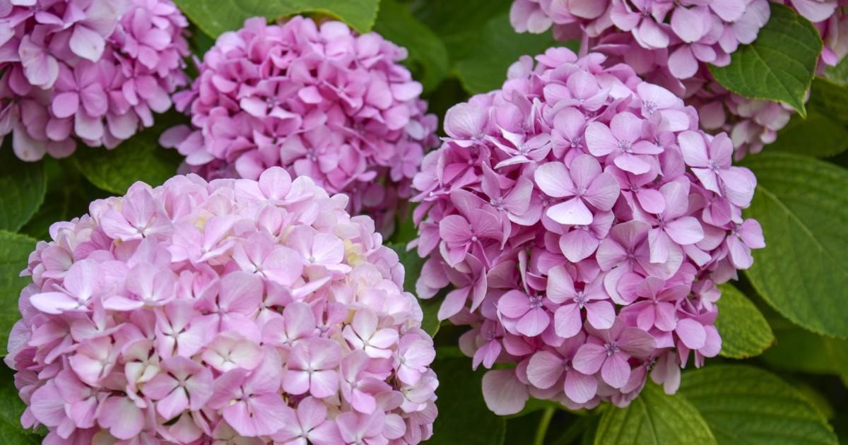 Gelbe-Bl-tter-an-Hortensie-So-beheben-Sie-Mangelerscheinungen
