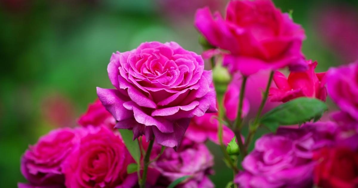 Millionenpleite-eines-bekannten-Gartencenter-Betreibers