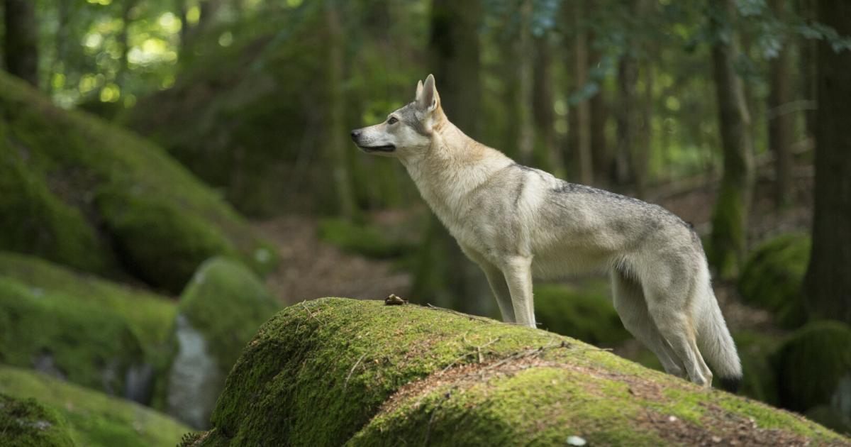 k-nftig-mehr-w-lfe-in-o-schutzstatus-soll-gesenkt-werden