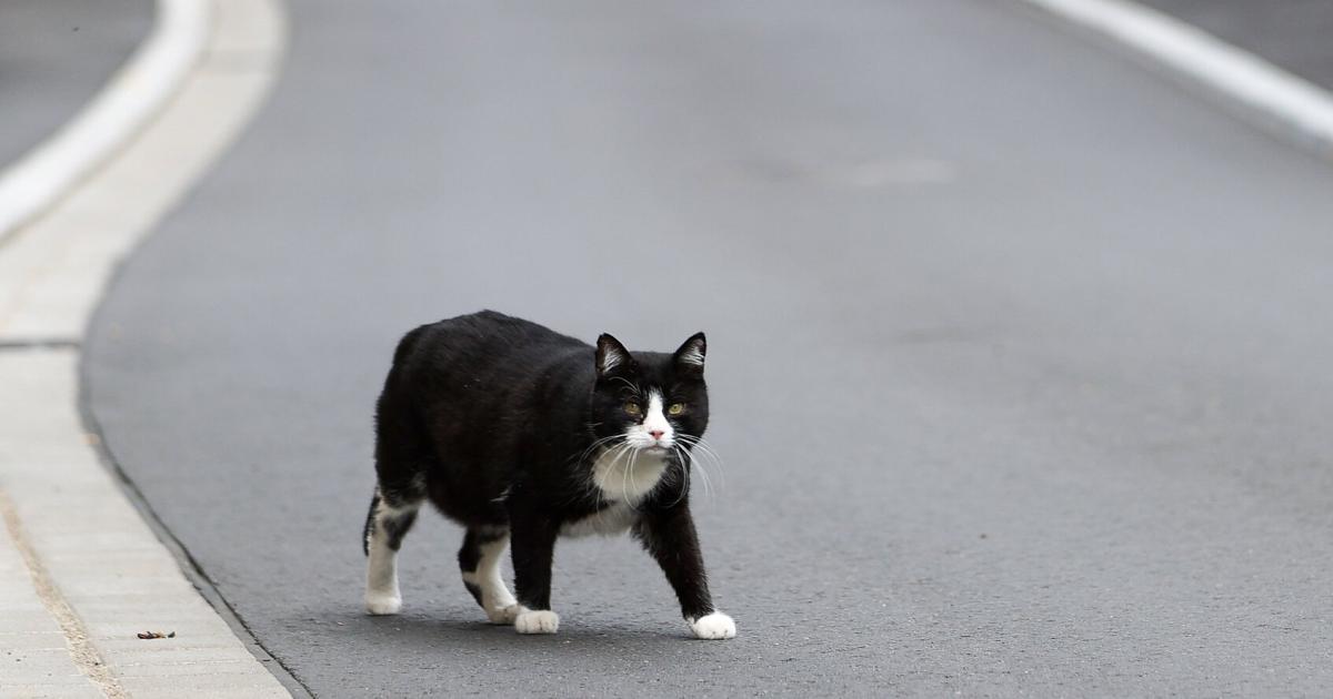 -ber-100-Fundkatzen-warten-auf-ihre-Familien