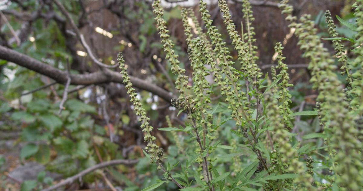 Pollensaison-gestartet-Beifu-und-Ragweed-belasten-Allergiker