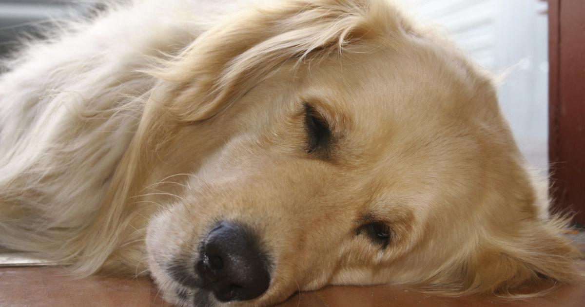 Schilddrüsenprobleme beim Hund kurier.at