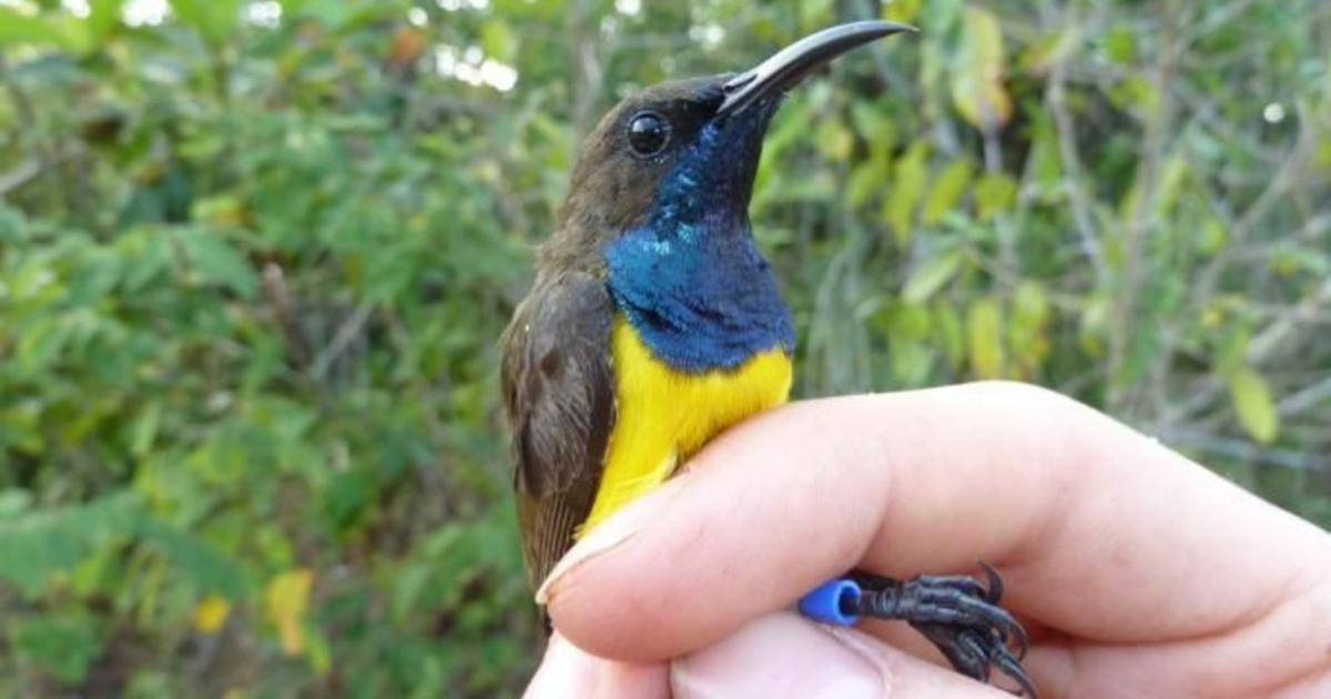 Menemukan spesies burung warna-warni baru di Indonesia