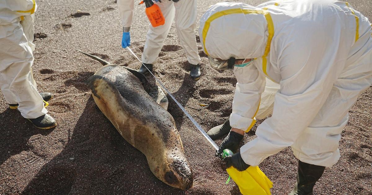 Fast-600-Seel-wen-in-Peru-an-Vogelgrippe-gestorben