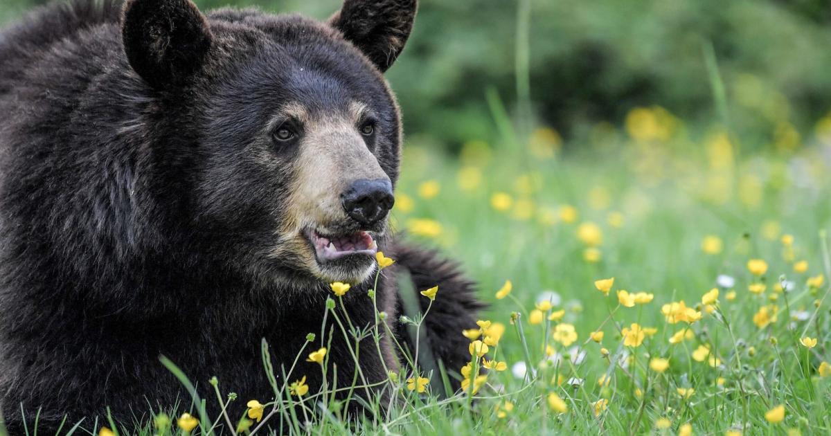 セルフサービスの機械でのクマの肉は日本でヒットです