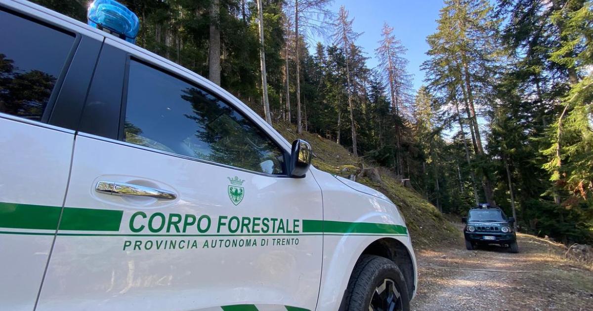 Italian animal welfare organizations against the shooting of bears in South Tyrol