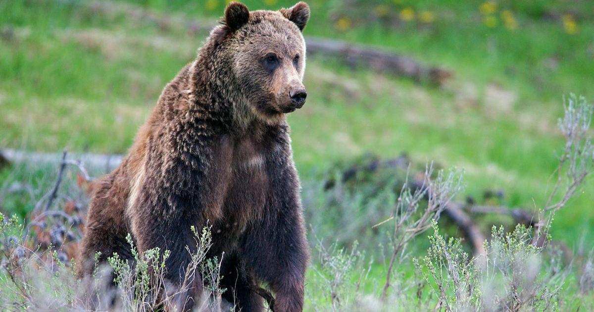 B-r-in-sterreich-von-Wildtierkamera-aufgezeichnet