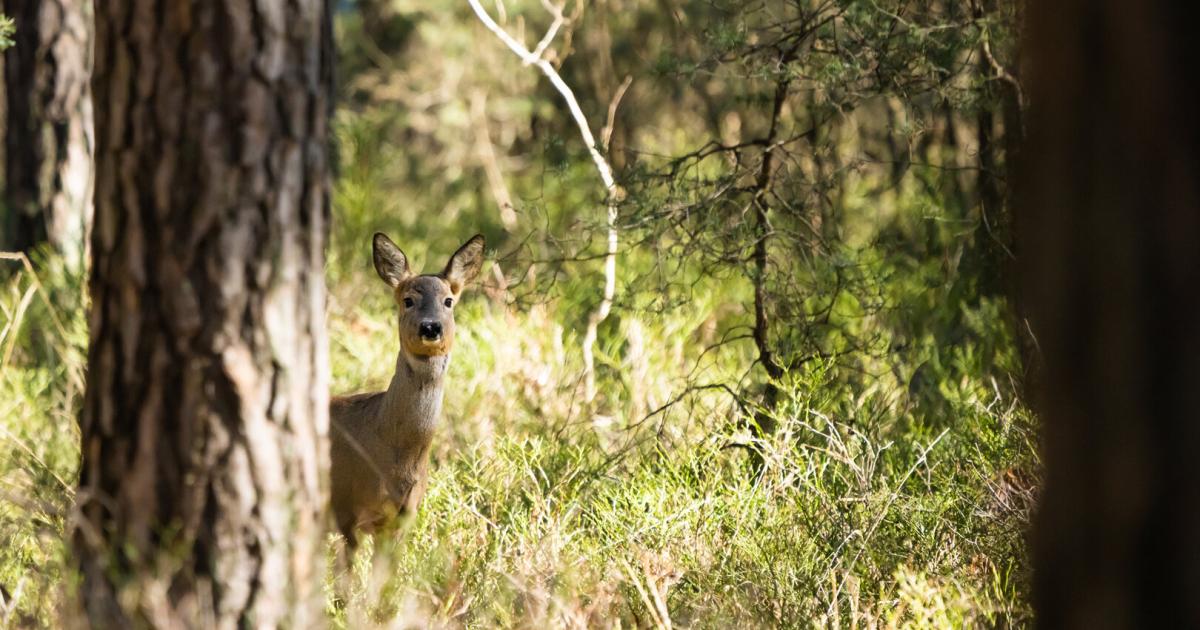 haben-sie-schon-wald-so-boomt-der-immobilienmarkt-f-r-b-ume