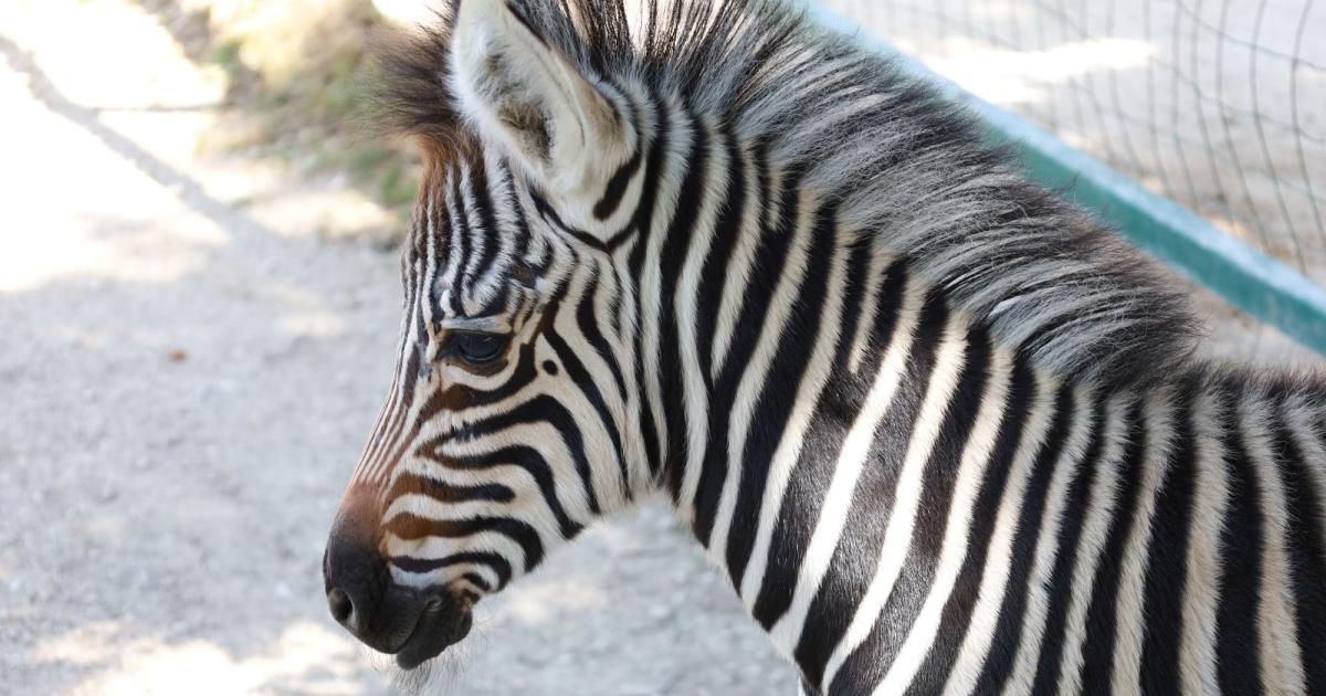 Zebra Lady “Farai” Welcomes New Foal at Linz Zoo