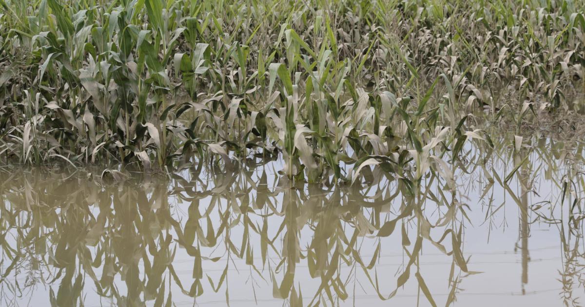 Getreideernte In Gefahr Baden Württemberg Bauern In Bw Bangen Um Ihre Existenz - nonccbw