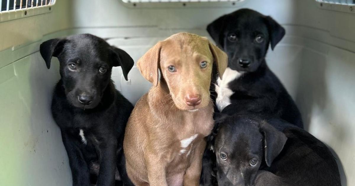 Zehn Hundewelpen in Graz Umgebung am Waldrand ausgesetzt