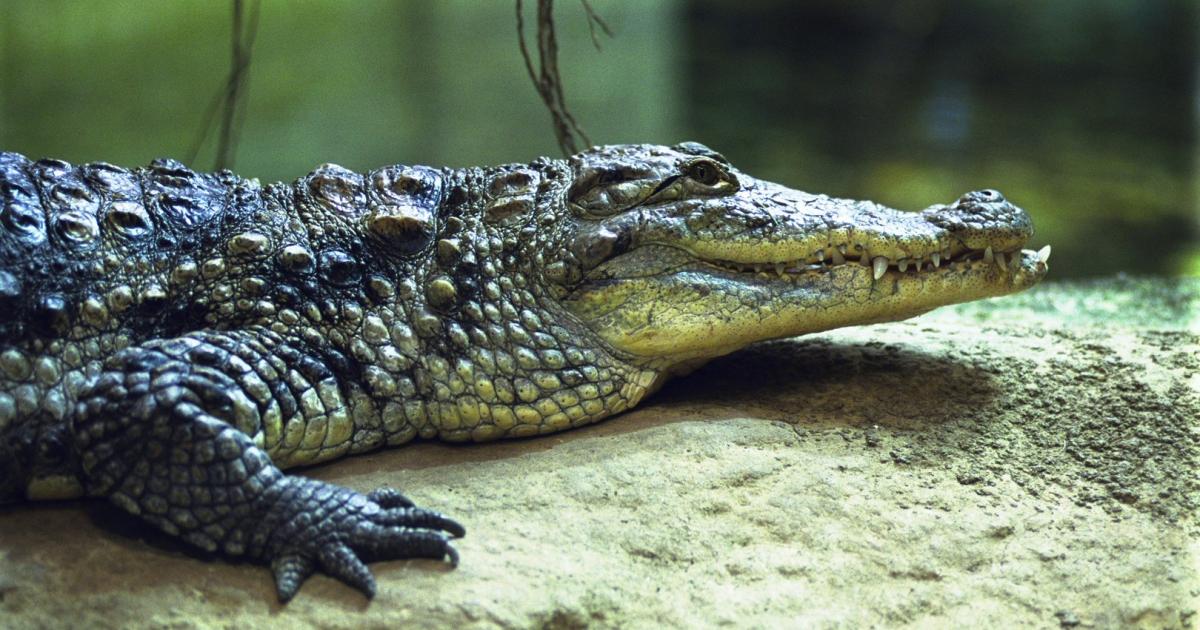 Easy prey: The fearful cries of babies attract crocodiles