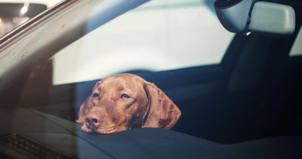 Ober-sterreich-Polizistinnen-retten-Hund-aus-hei-em-Auto