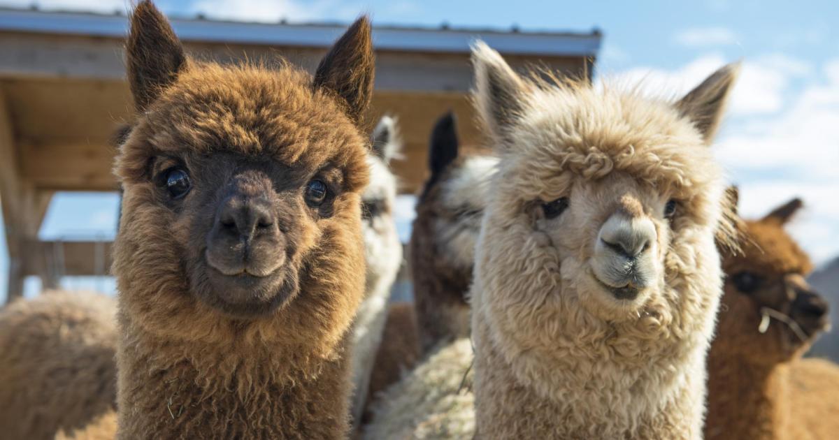 Lama und Alpaka Wanderungen entspannendes Vergn gen f r alle